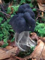 Helvella lacunosa - fungi species list A Z