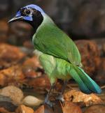 Green Jay - Bird Species | Frinvelis jishebi | ფრინველის ჯიშები