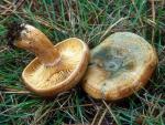 Lactarius deliciosus - fungi species list A Z