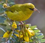 Kauai Amakihi - Bird Species | Frinvelis jishebi | ფრინველის ჯიშები