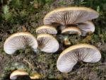 Crepidotus mollis - Mushroom Species