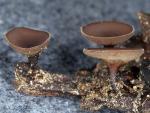 Ciboria rufofusca - fungi species list A Z