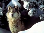 The Interior Alaskan Wolf - wolf species | mglis jishebi | მგლის ჯიშები
