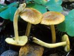 Inocybe citrifolia - Fungi Species