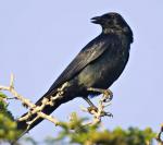 Tamaulipas Crow - Bird Species | Frinvelis jishebi | ფრინველის ჯიშები
