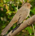 California Towhee - Bird Species | Frinvelis jishebi | ფრინველის ჯიშები