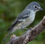 Plumbeous Vireo - Bird Species | Frinvelis jishebi | ფრინველის ჯიშები