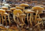 Kuehneromyces vernalis - Mushroom Species