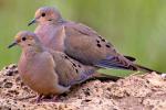 Mourning Dove - Bird Species | Frinvelis jishebi | ფრინველის ჯიშები
