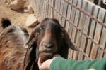Don Goats - Goats Breeds | txis jishebi | თხის ჯიშები