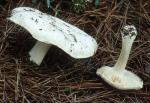 Melanoleuca lewisii  - Fungi Species