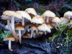 Naematoloma capnoides: Hypholoma capnoides - Fungi Species