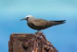 Brown Noddy - Bird Species | Frinvelis jishebi | ფრინველის ჯიშები