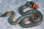 Diadophis punctatus pulchellus - Coral-bellied Ring-necked Snake | Snake Species