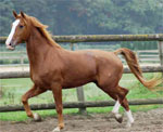 Gelderlander | ცხენი | ცხენები | ცხენის ჯიშები
