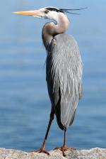 Great Blue Heron - Bird Species | Frinvelis jishebi | ფრინველის ჯიშები