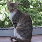 Brazilian Shorthair - cat Breeds list | კატის ჯიშები | katis jishebi