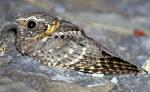 Buff-collared Nightjar - Bird Species | Frinvelis jishebi | ფრინველის ჯიშები