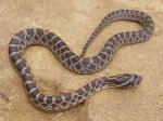 Pantherophis emoryi - Great Plains Ratsnake - snake species list a - z | gveli | გველი 