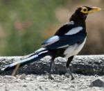 Yellow-billed Magpie - Bird Species | Frinvelis jishebi | ფრინველის ჯიშები