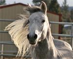 Shagya Arab | ცხენი | ცხენები | ცხენის ჯიშები