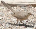 Bendire's Thrasher - Bird Species | Frinvelis jishebi | ფრინველის ჯიშები