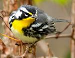 Yellow-throated Warbler - Bird Species | Frinvelis jishebi | ფრინველის ჯიშები