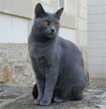 Chartreux - cat Breeds list | კატის ჯიშები | katis jishebi