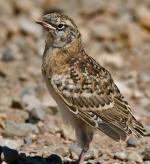 Sprague's Pipit - Bird Species | Frinvelis jishebi | ფრინველის ჯიშები