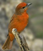 Hepatic Tanager - Bird Species | Frinvelis jishebi | ფრინველის ჯიშები