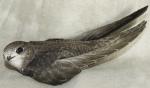 Common Swift - Bird Species | Frinvelis jishebi | ფრინველის ჯიშები