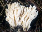 Clavulina cristata - fungi species list A Z