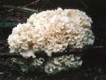Sparassis crispa - fungi species list A Z