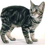 Manx - cat Breeds list | კატის ჯიშები | katis jishebi