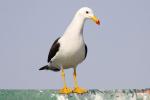 Belcher's Gull - Bird Species | Frinvelis jishebi | ფრინველის ჯიშები