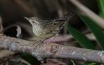 Lanceolated Warbler - Bird Species | Frinvelis jishebi | ფრინველის ჯიშები