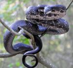 Pantherophis alleghaniensis - Eastern Ratsnake - snake species list a - z | gveli | გველი 