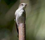 Gray-streaked Flycatcher - Bird Species | Frinvelis jishebi | ფრინველის ჯიშები