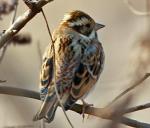 Rustic Bunting - Bird Species | Frinvelis jishebi | ფრინველის ჯიშები