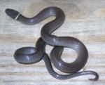 Diadophis punctatus edwardsii - Northern Ring-necked Snake - snake species list a - z | gveli | გველი 