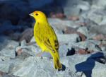 Laysan Finch - Bird Species | Frinvelis jishebi | ფრინველის ჯიშები