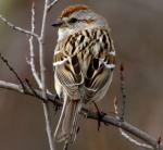 American Tree Sparrow - Bird Species | Frinvelis jishebi | ფრინველის ჯიშები