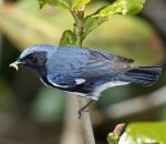 Black-throated Blue Warbler - Bird Species | Frinvelis jishebi | ფრინველის ჯიშები