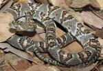 SONORAN LYRESNAKE <br /> Trimorphodon lambda | Snake Species