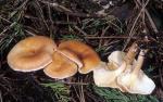 Clitocybe inversa - Mushroom Species