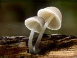 Mycena abramsii - Fungi Species