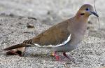 White-winged Dove - Bird Species | Frinvelis jishebi | ფრინველის ჯიშები