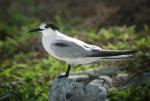 Roseate Tern - Bird Species | Frinvelis jishebi | ფრინველის ჯიშები