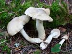 Tricholoma inamoenum - fungi species list A Z