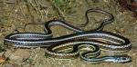 STRIPED WHIPSNAKE  Coluber taeniatus - snake species list a - z | gveli | გველი 